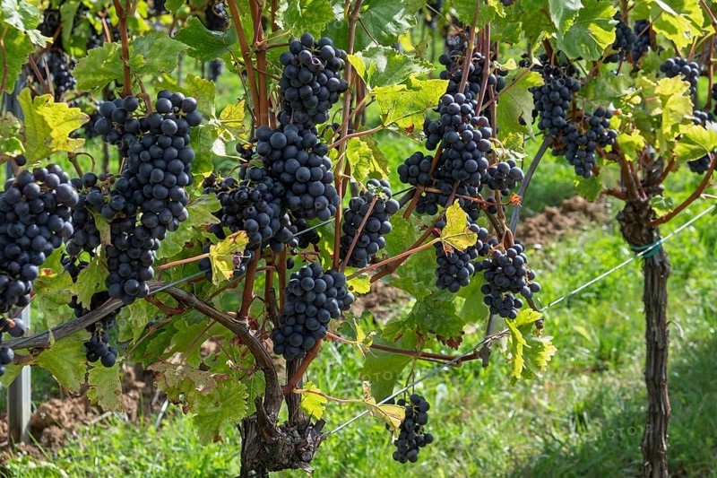 Blue grapes (Vitis sp.) am Rebstock, Südpfalz, Palatinate, Rhineland-Palatinate, Germany