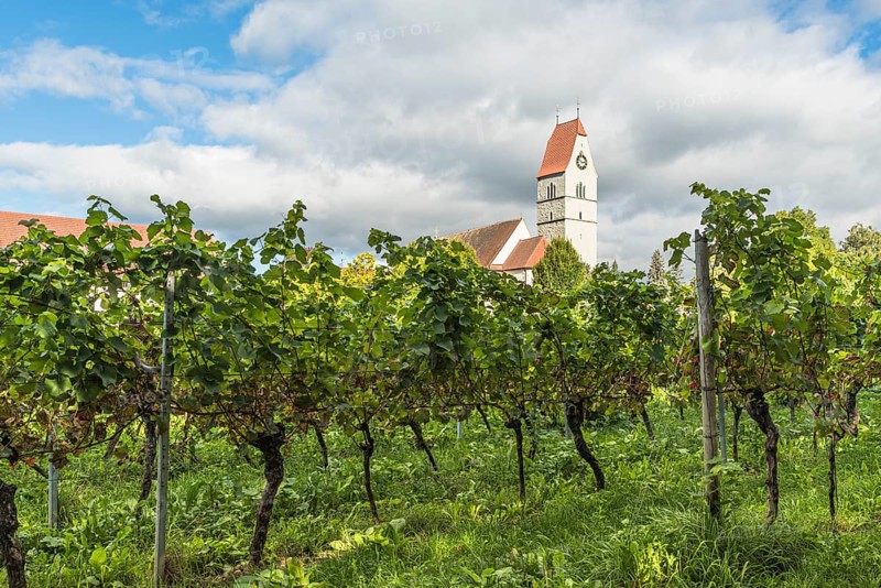 Catholic Church of St. Johann Baptist and Grapevines, Hagnau am Lake Constance, Baden-Württemberg, Germany