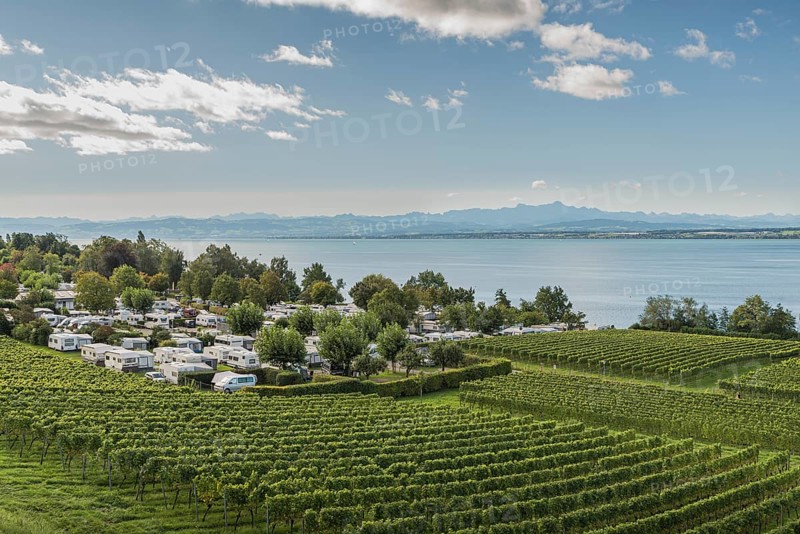 Vineyard and campground on Lake Constance, in the background the Alpstein Mountains with the Säntis, Hagnau am Lake Constance, Baden-Württemberg, Germany