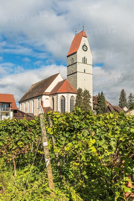 Catholic Church of St. Johann Baptist and Grapevines, Hagnau am Lake Constance, Baden-Württemberg, Germany