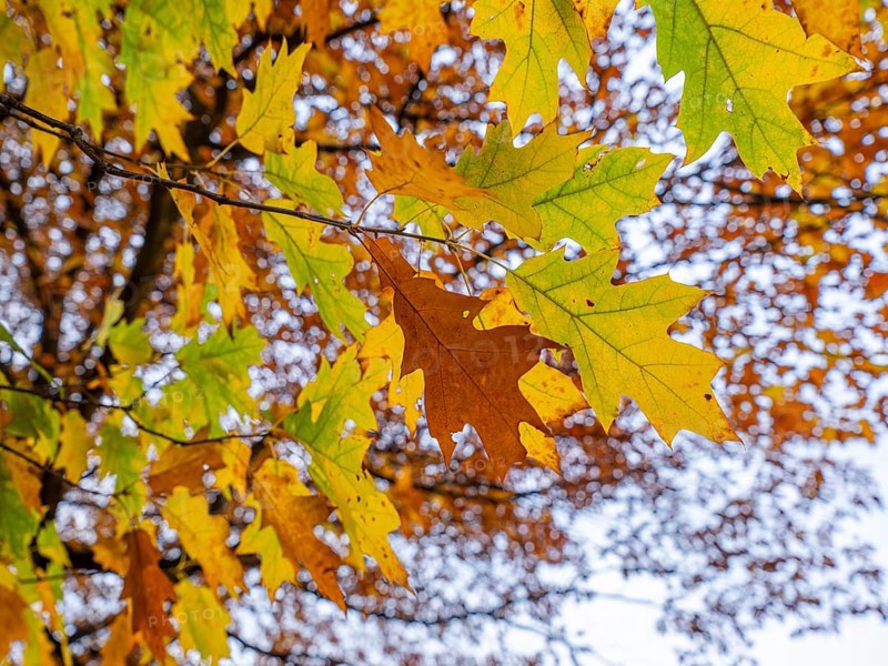 Autumn-colored trees in the theatre park, Braunschweig, Lower Saxony, Germany