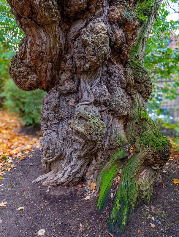 Old gnarled tree trunk, bark from an old tree, Theaterpark, Braunschweig, Lower Saxony, Germany