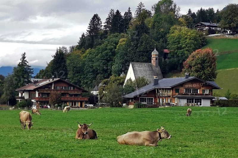 Cows in the pasture, old farmhouses in the back, and St. Loretto chapel, Oberallgäu, Allgäu, Bavaria, Germany