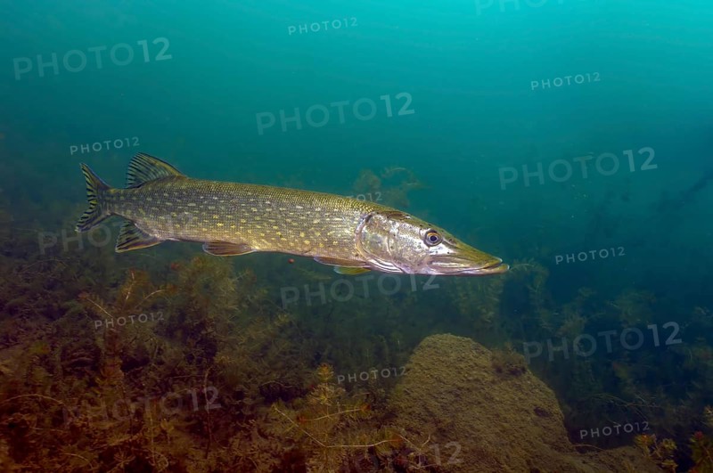 Freshwater pike (Esox lucius) swims in search of prey through the lake, Germany