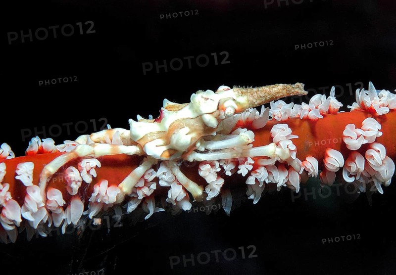 Cone spider crab (Xenocarcinus tuberculatus) Whipcoral crab crawling sitting lives on wire coral (Cirrhipathes anguina) whipcoral, Pacific Ocean, Philippines