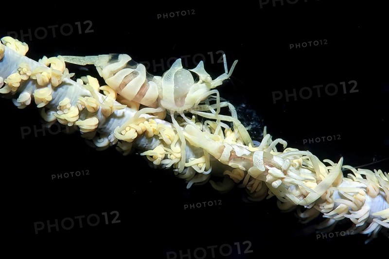Extreme close-up from left female right male wire coral shrimp (Dasycaris zanzibarica) on wire coral (Cirrhipathes) whip coral, Pacific Ocean, Philippines