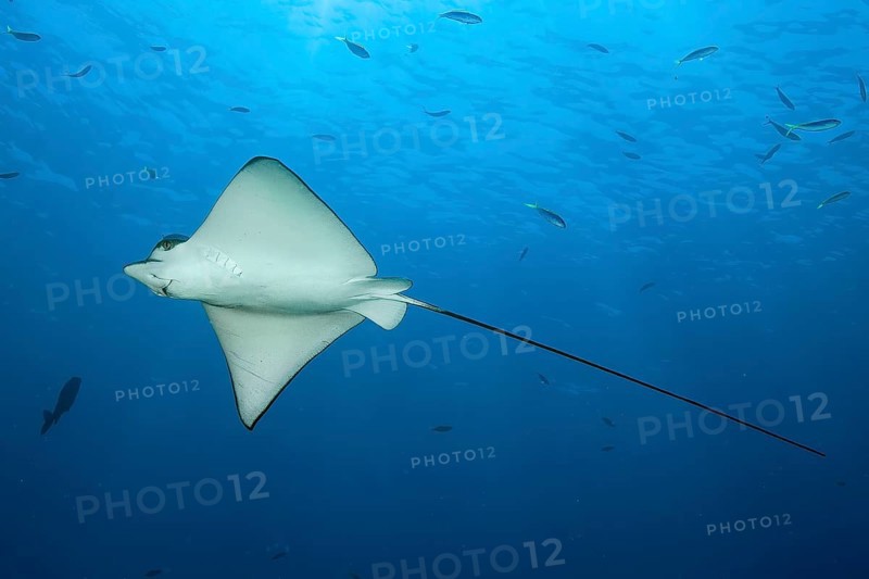 Spotted eagle ray (Aetobatus ocellatus) swims through blue sea open sea, Indian Ocean