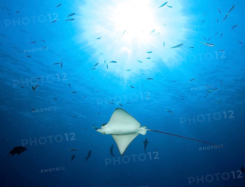 Backlight view of spotted eagle ray (Aetobatus ocellatus) swimming through blue sea open sea, Indian Ocean