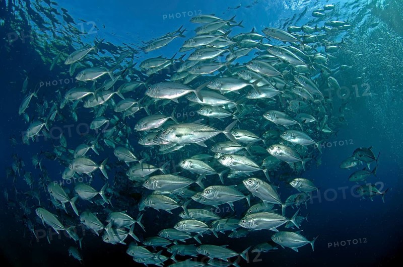 Large flock of bigeye mackerel (Caranx sexfasciatus), Indian Ocean, Maldives