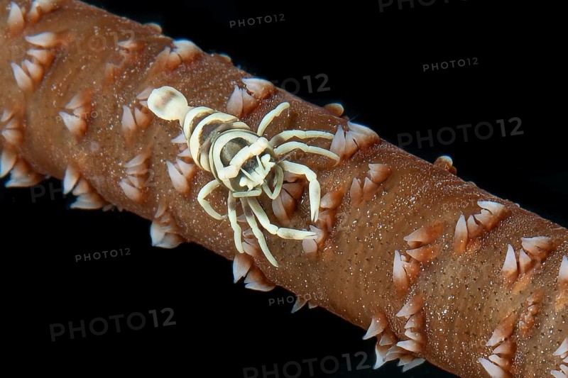 Ankers wire coral shrimp (Pontonides unciger) crawls sitting on whip coral (Cirrhipathes anguina), Pacific Ocean, Yap Island, Yap State, Caroline Islands, FSM, Federated States of Micronesia, Australia, Oceania