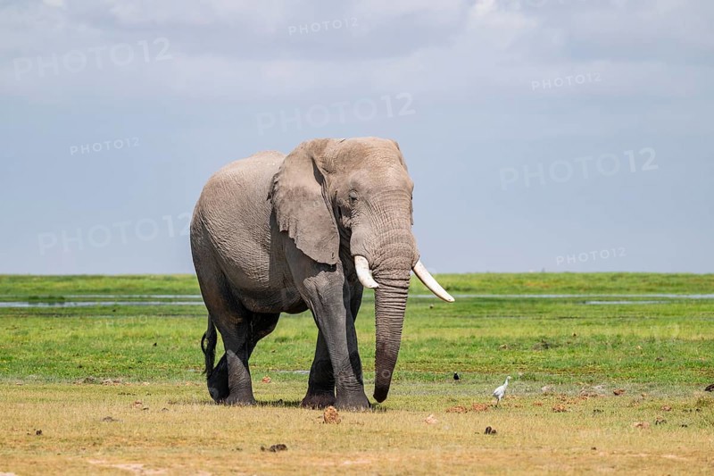 African elephant (Loxodonta africana), bull elephant, Amboseli National Park, Rift Valley Province, Kenya