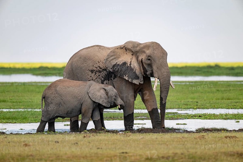 African elephant (Loxodonta africana), mother and young, near water, Amboseli National Park, Rift Valley Province, Kenya
