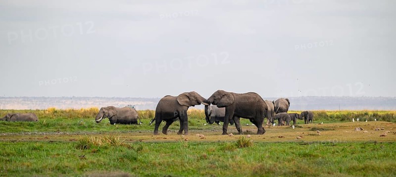 African elephant (Loxodonta africana), two bulls fighting with trunks, Amboseli National Park, Rift Valley Province, Kenya