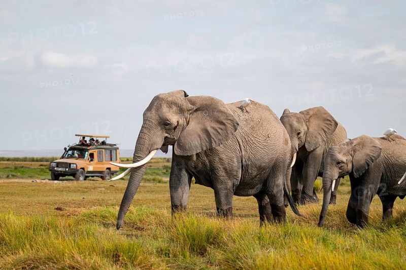 African elephant (Loxodonta africana), herd in Longinye swamp with cow herons (Bubulcus ibis), rear land cruiser safari vehicle with tourists, Amboseli National Park, Rift Valley Province, Kenya