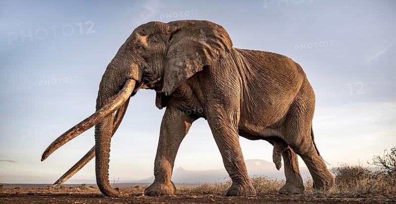 African elephant (Loxodonta africana), the famous Super Tusker elephant Craig, old bull elephant with big tusks, in a picturesque landscape with the summit of Mount Kilimanjaro, in atmospheric evening light, Amboseli, Kenya