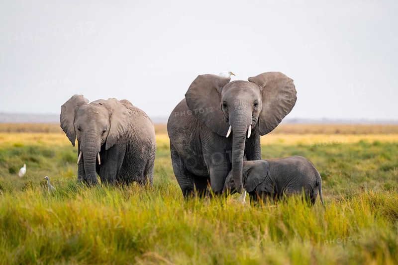 African elephant (Loxodonta africana), group with young animal in Longinye swamp with cow herons (Bubulcus ibis), Amboseli National Park, Rift Valley Province, Kenya