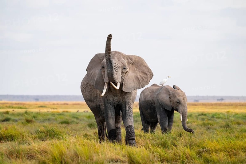 African elephant (Loxodonta africana), two animals in Longinye swamp with cow herons (Bubulcus ibis), elephant sticking trunk into the air, animal behavior, Amboseli National Park, Rift Valley Province, Kenya