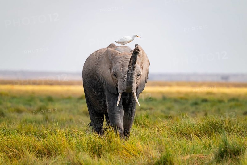 African elephant (Loxodonta africana), in Longinye swamp with heron (Bubulcus ibis), elephant stretches trunk into the air, animal behavior, Amboseli National Park, Rift Valley Province, Kenya