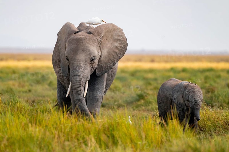 African elephant (Loxodonta africana), in Longinye swamp, mother with heron (Bubulcus ibis) and young, Amboseli National Park, Rift Valley Province, Kenya