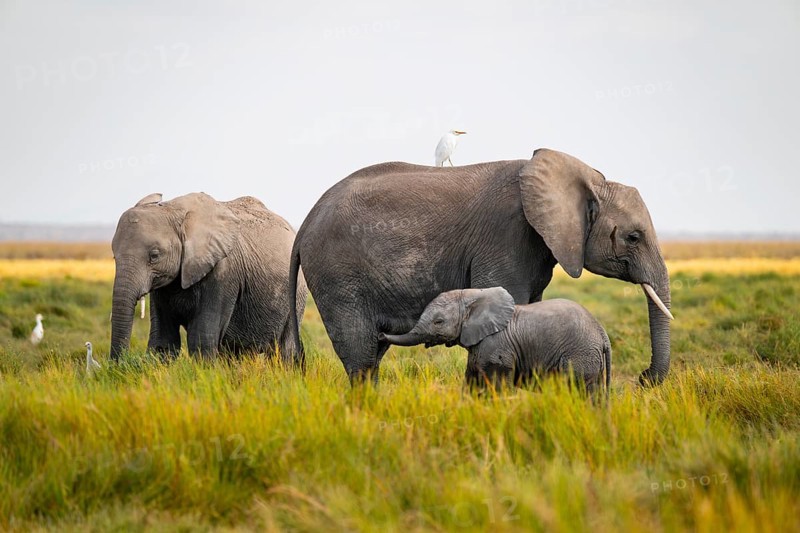 African elephant (Loxodonta africana), two adults with young in Longinye swamp with herons (Bubulcus ibis), elephant stretches trunk into the air, animal behavior, Amboseli National Park, Rift Valley Province, Kenya