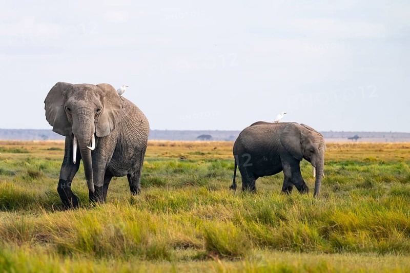 African elephant (Loxodonta africana), in Longinye swamp with heron (Bubulcus ibis), Amboseli National Park, Rift Valley Province, Kenya