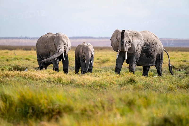 African elephant (Loxodonta africana), three animals in Longinye swamp, elephant sticking trunk into the air, animal behavior, Amboseli National Park, Rift Valley Province, Kenya