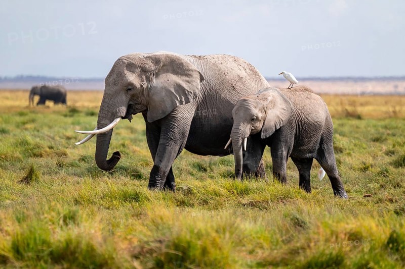 African elephant (Loxodonta africana), two animals in Longinye swamp with heron (Bubulcus ibis), Amboseli National Park, Rift Valley Province, Kenya