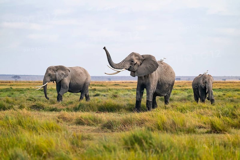 African elephant (Loxodonta africana), three animals in Longinye swamp with heron (Bubulcus ibis), elephant sticking trunk into the air, animal behavior, Amboseli National Park, Rift Valley Province, Kenya