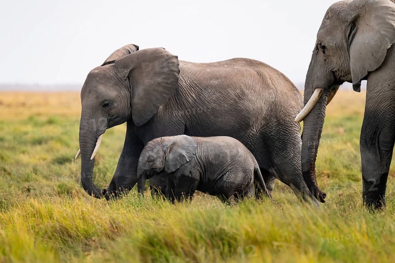 African elephant (Loxodonta africana), mother and young in Longinye Swamp, Amboseli National Park, Rift Valley Province, Kenya