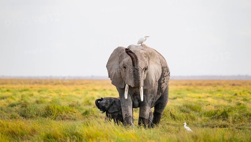 African elephant (Loxodonta africana), mother with young in Longinye swamp with cow egret (Bubulcus ibis), stretching trunk in the air, animal behavior, Amboseli National Park, Rift Valley Province, Kenya