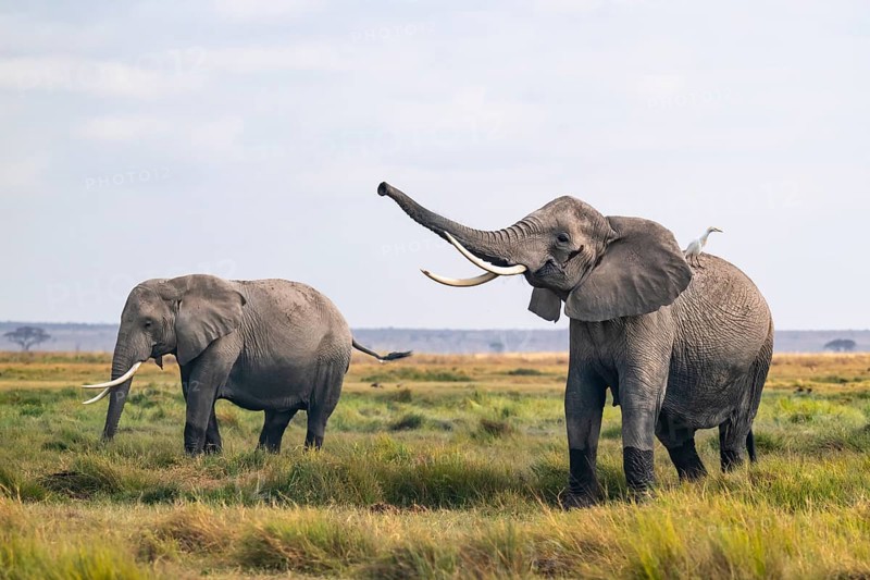 African elephant (Loxodonta africana), two animals in Longinye swamp with heron (Bubulcus ibis), elephant sticking trunk into the air, animal behavior, Amboseli National Park, Rift Valley Province, Kenya