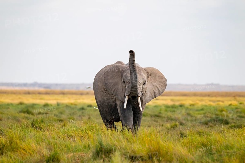 African elephant (Loxodonta africana), in Longinye swamp, stretching trunk into the air, animal behavior, Amboseli National Park, Rift Valley Province, Kenya