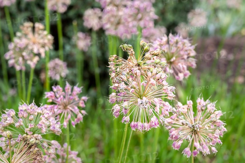Close-up of spherical ornamental garlic (Allium) inflorescences in the gardens of the Saint-Lazare Maladrerie in Beauvais. The delicate, purple flowers stand on long stems against a blurred (bokeh) background of green plants. The design shows the beauty of ornamental plants. Beauvais, Department of Oise (60), Hauts-de-France Region, France