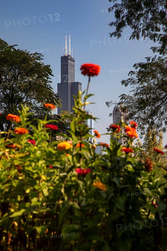 Chicago, Illinois - The Willis Tower (originally the Sears Tower), the tallest building in Chicago, photographed from Taylor Street Farms, a community garden