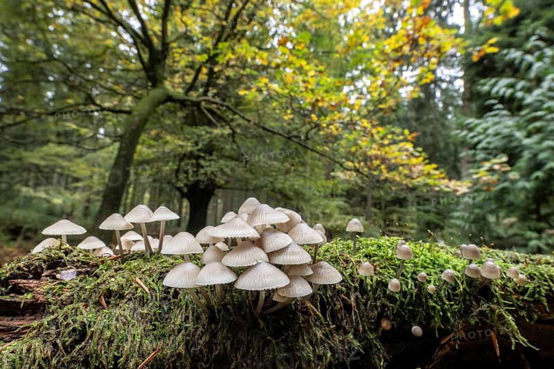 Helmlinge (Mycena spec.) in the beech forest, Emsland, Lower Saxony, Germany