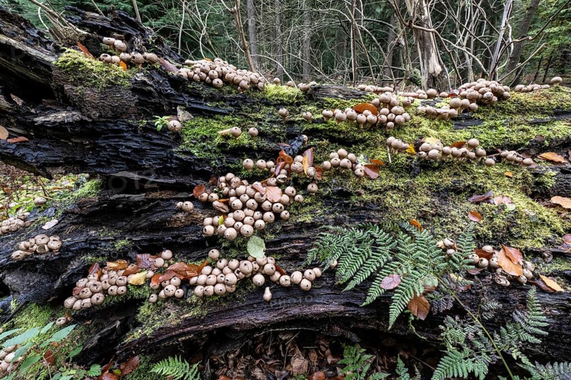 Pear Stäubling (Lycoperdon pyriforme), Emsland, Lower Saxony, Germany