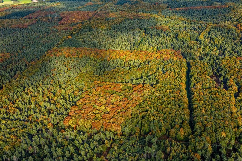 Aerial view, Uedemer Hochwald, mixed forest in colors, shapes and colors, Uedemerbruch, Uedem, Lower Rhine, North Rhine-Westphalia, Germany, trees in autumn colors, DE, Europe, autumn, autumn colors, mixed deciduous forest, aerial photography, aerial photography, airspace, overview, bird's eye view, forest, forest in autumn colors, forest area, birds-eyes view, autumn trees, autumn forest, overview