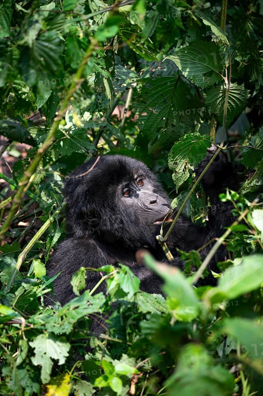 Mountain gorilla (Gorilla beringei beringei), among leaves, Bwindi Impenetrable Forest, Uganda