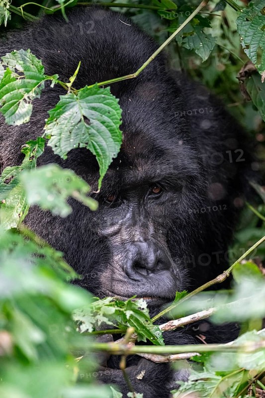 Mountain gorilla (Gorilla beringei beringei), adult male, silverback, animal portrait, among leaves, Bwindi Impenetrable Forest, Uganda