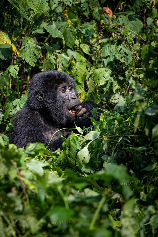Mountain gorilla (Gorilla beringei beringei), eating leaves, Bwindi Impenetrable Forest, Uganda