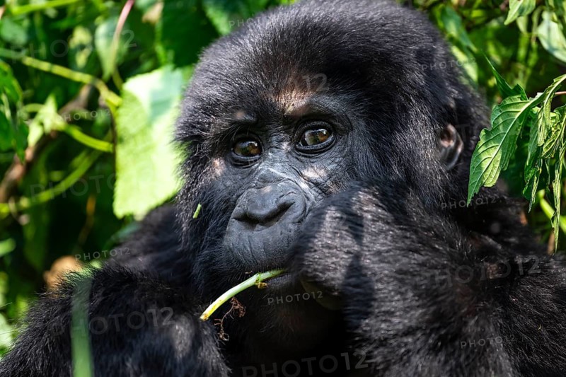 Mountain gorilla (Gorilla beringei beringei), eating leaves, animal portrait, Bwindi Impenetrable Forest, Uganda