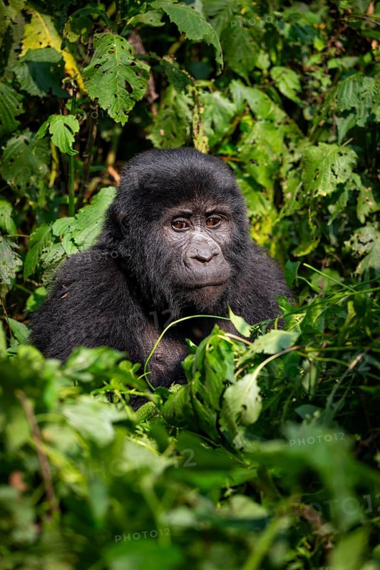 Mountain gorilla (Gorilla beringei beringei), between leaves, animal portrait, Bwindi Impenetrable Forest, Uganda