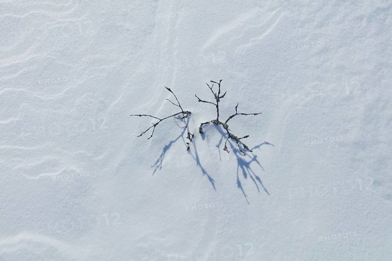 Closeup of small pine tree at snowy marsh in sunny winter weather with snow covering the ground, Toronsuo National Park, Tammela, Finland