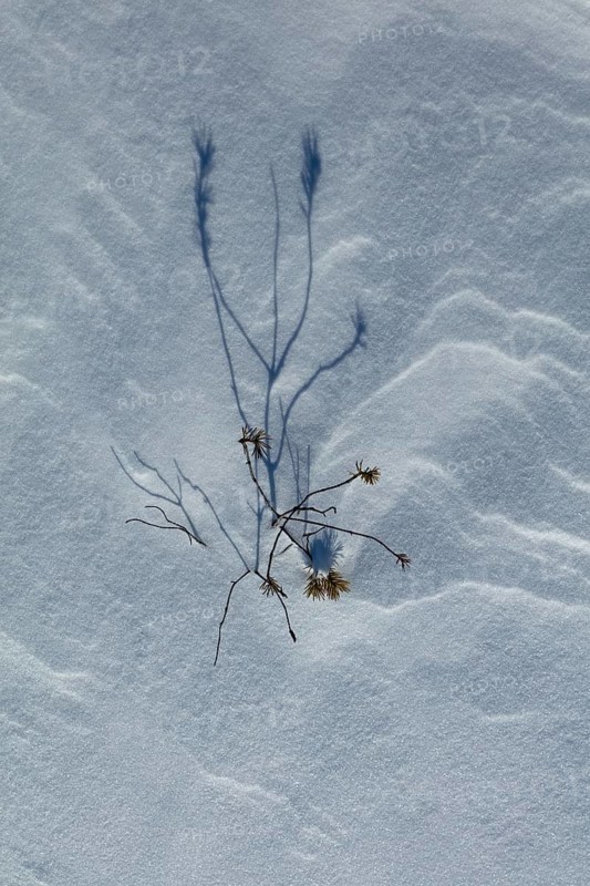 Closeup of small pine tree at snowy marsh in sunny winter weather with snow covering the ground, Toronsuo National Park, Tammela, Finland