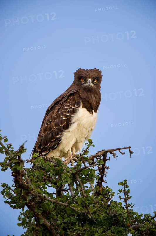 Martial eagle (Polemaetus bellicosus), in the evening light, Masai Mara, Kenya