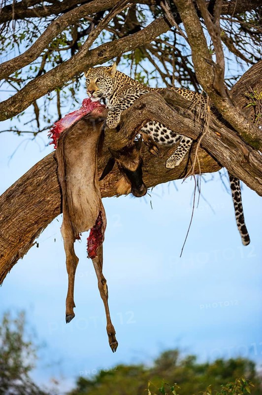 Leopard (Panthera pardus) eats captured striped gnu, white-bearded wildebeest (Connochaetes taurinus), on a tree, Masai Mara, Kenya, East Africa
