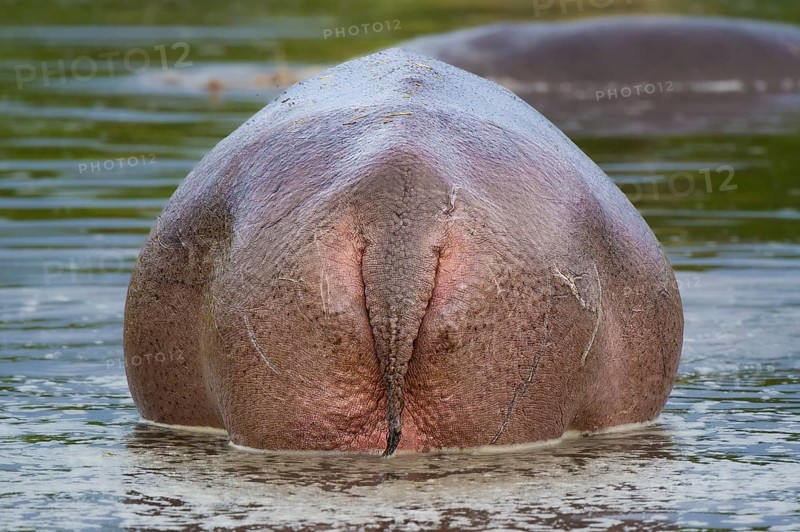 Hippopotamus, hippo (Hippopotamus amphibius), hippo, rear view, Masai Mara, Kenya, East Africa