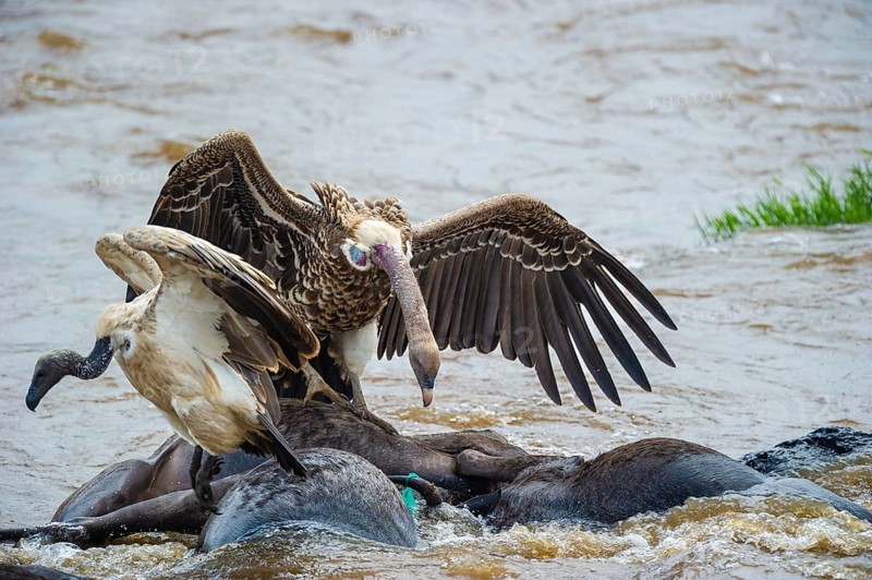 Sparrowhawk vultures (Gyps rüppellii) eat dead striped wildebeest (Connochaetes taurinus), wildebeest, Masai Mara, Keni
