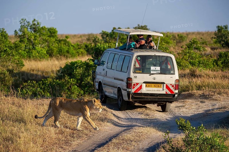 Lion (Panthera leo), female, in front of safari wagon, Masai Mara National Reserve, Kenya, East Africa