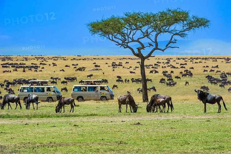 Wildebeest (Connochaetes taurinus), wildebeest, flock on pasture in the evening light, safari wagon in the background, Masai Mara, Kenya